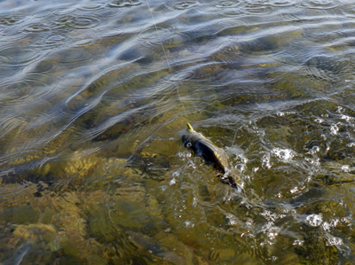Kimmeridge-130713_8.jpg Kimmeridge-130713_8.jpg