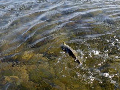 Kimmeridge-130713_8.jpg